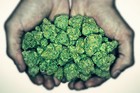 Picture for song 'Palm the herb' by artist 'GplentyP'