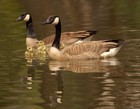 Picture for song 'Geese From The Pond' by artist 'Halfway To Nowhere'