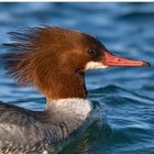 Picture for song 'bridgets giant trained merganzers' by artist 'imlen'