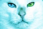 Picture for song 'London Cats High Jump' by artist 'jenerator'