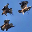 Picture for song 'Vultures' by artist 'Jimi Sweeney'