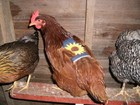 Picture for song 'Twenty Saddles for My Chicken' by artist 'Joe Wrabek'
