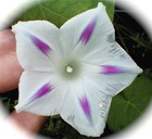 Picture for song 'Enchanted' by artist 'Jordan Woollen'