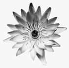 Picture for song 'One Final Tether' by artist 'Jordan Woollen'