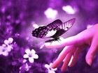 Picture for song '*NEW* Purple Butterflies (COLLAB w/ Kazik)' by artist 'Jungle Boy East'