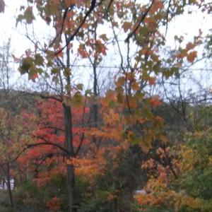 Picture for song 'Homespun Wisdom, (revised) Piano Worktape' by artist 'Kaley Willow'