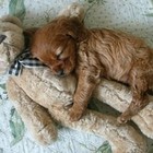 Picture for song 'Let Sleeping Dogs Lie' by artist 'KenTone'