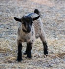 Picture for song 'Radio Song' by artist 'King Otterpop and the Slushtones'