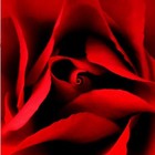 Picture for song 'ROSE PETAL RIDDIM(SMOOTH TYPE)' by artist 'KKPRDCTNS'