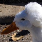 Picture for song 'MATT DONT CARE ABOUT NO KIDS -FREE DOWNLOAD' by artist 'KrackaTraxxx'