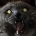 Picture for song 'Danny Glover Experience' by artist 'Le Elephanti'