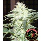 Picture for song 'SmOkiN ShyT(GiV'z U WiNgz)4 sale' by artist 'L of Da DeCC'