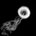 Picture for song 'Smoke Yo A** (SOLD)' by artist 'LooneyManSlayedIt'