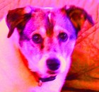 Picture for song 'Nipper's Night Out' by artist 'Loren'