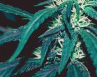Picture for song 'I Sprout - LyVe Flavors *Brain 95% Msic*' by artist 'LyVe Cuttz'