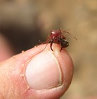 Picture for song 'Go on hurt me!!' by artist 'MaGgiE POROS'