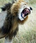 Picture for song 'Bring out the beast (Pro. by Kajmir)' by artist 'M.O.S. Hood Boss'