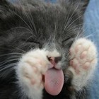 Picture for song 'Moty - Neverland v.3.0' by artist 'MOTY (sweden)'