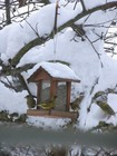 Picture for song ''Dancing Snow'' by artist 'Nadia Cripps'
