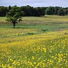 Picture for song 'Buttercup Meadows' by artist 'paul grimwood'