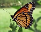 Picture for song 'Butterfly Wishes *Smooth Pop* -Free Download!-' by artist 'Pestrator Productions'