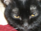 Picture for song 'Dem Real Kats' by artist 'PotHead Trio'