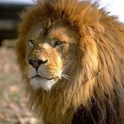 Picture for song 'King Of The Jungle' by artist 'PrimoMuzik'