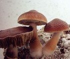 Picture for song 'fungle muncher' by artist 'PsyShakeR'