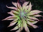 Picture for song 'Deadly Sins' by artist 'Purple Kush Entertainment'