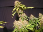 Picture for song 'Scotty Who' by artist 'Purple Kush Entertainment'