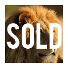 Picture for song '3. Lion' by artist 'Pyramid Music Group'
