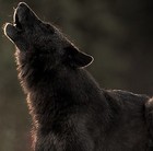 Picture for song 'The Tail That Waggs The Dog' by artist 'r4m and friends'