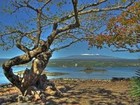 Picture for song 'Hilo BAy' by artist 'Rex Reynolds'