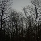 Picture for song 'DarkPlasticTrees' by artist 'Riddam Kraterz'