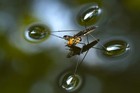 Picture for song 'Long Legged Fly' by artist 'Roger John'