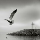 Picture for song 'forside' by artist 'Roger mc'