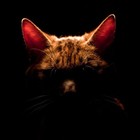 Picture for song 'beat-fatly' by artist 'RussianRouletteMusic'