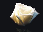 Picture for song 'Thank You' by artist 'SamyFresh'
