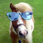 Picture for song 'HORSE AROUND' by artist 'SEAN CHRIST'