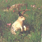 Picture for song 'HAYDEN SWEET SHUFFLE' by artist 'Steve Krzystofik'
