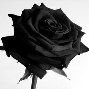 Picture for song 'MORE GUNS THAN ROSES' by artist 'STEVE VICIOUS'