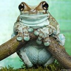 Picture for song 'Whole Amphibian' by artist 'Sushi Pot Jungle'