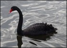 Picture for song 'Be Last' by artist 'the black swan'