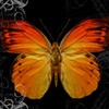 Picture for song 'Satellite Hello' by artist 'The Butterfly Theory'