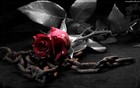 Picture for song '**NEW BEAT**:::__TH3 DaRk Rose__::: NeW SKool R&B' by artist 'The Church'
