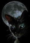 Picture for song 'Black Magic Woman Oye Como Va Outro' by artist 'Todd Weller'
