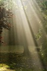 Picture for song 'In The Light' by artist 'Tom Williford'