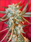 Picture for song 'marijuana(this is why i just get so high)' by artist 'TRUE REALM THUGS'