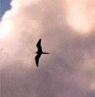 Picture for song 'LIKE A BIRD' by artist 'Turquoise Rose'