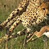 Picture for song 'Chasing' by artist 'UgoSan'